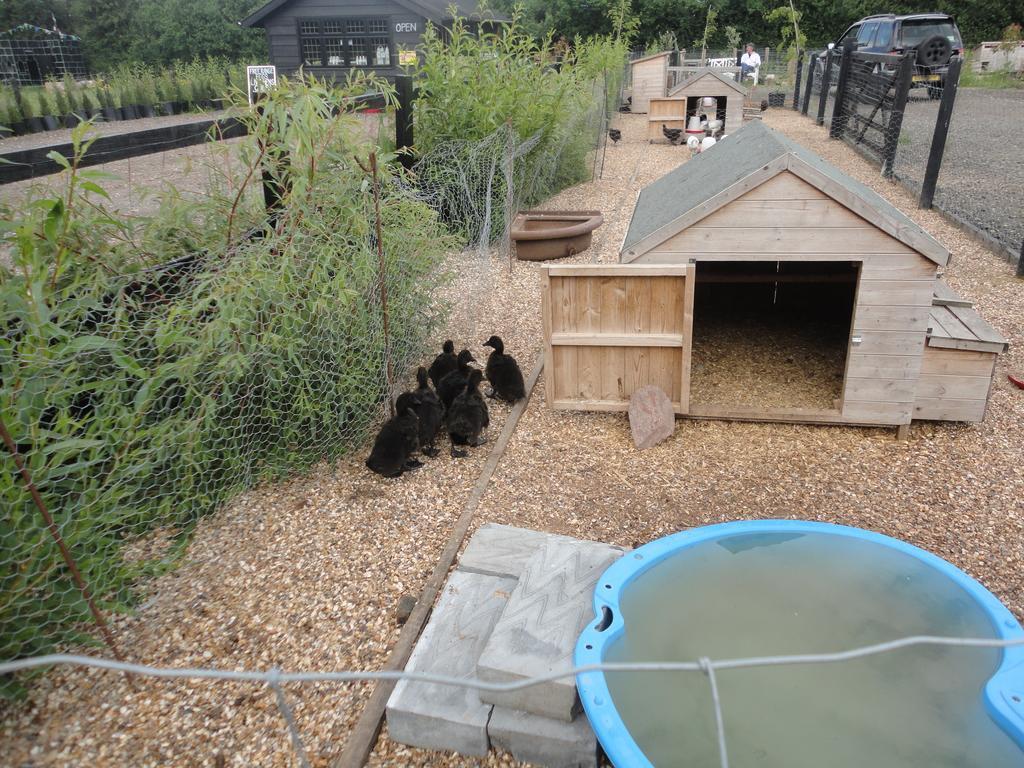 Willow Court Farm Studio East & Petting Farm, 8 Mins To Legoland & Windsor, 15 Mins To Lapland Uk Luaran gambar