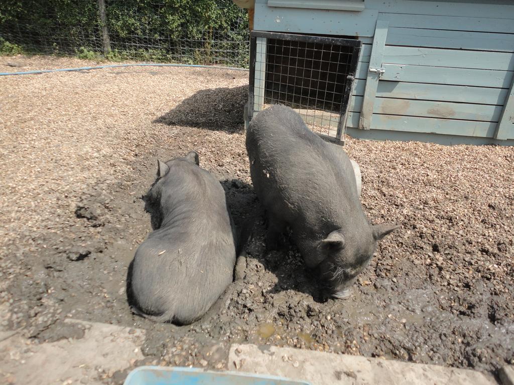 Willow Court Farm Studio East & Petting Farm, 8 Mins To Legoland & Windsor, 15 Mins To Lapland Uk Luaran gambar