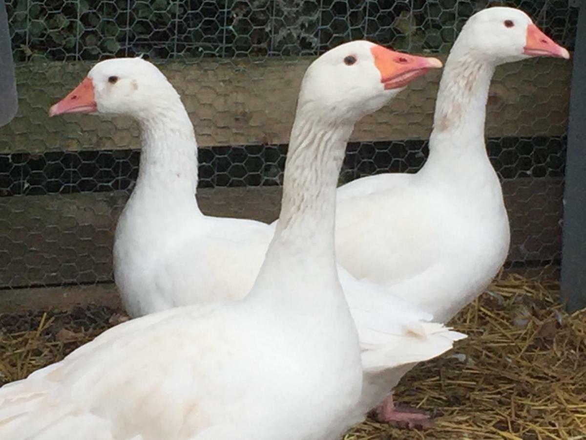 Willow Court Farm Studio East & Petting Farm, 8 Mins To Legoland & Windsor, 15 Mins To Lapland Uk Luaran gambar