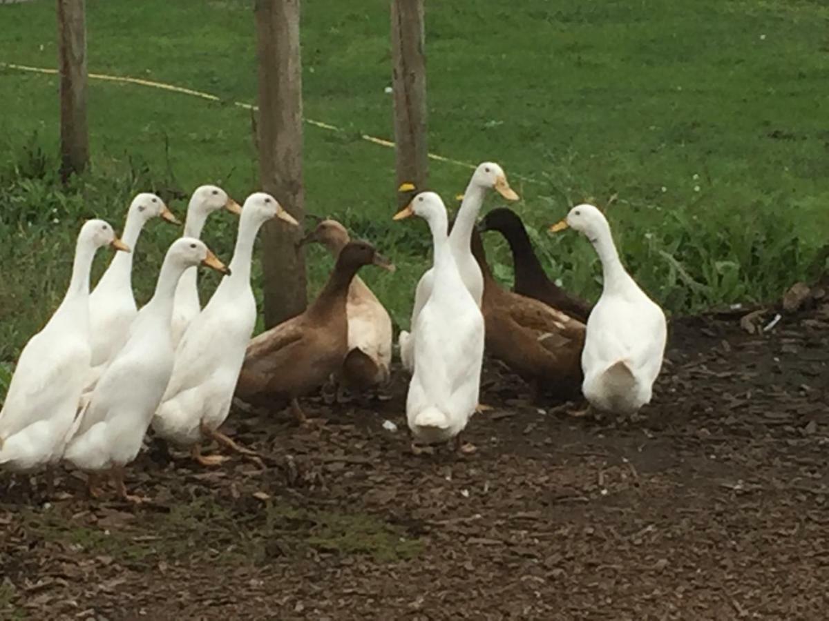 Willow Court Farm Studio East & Petting Farm, 8 Mins To Legoland & Windsor, 15 Mins To Lapland Uk Luaran gambar
