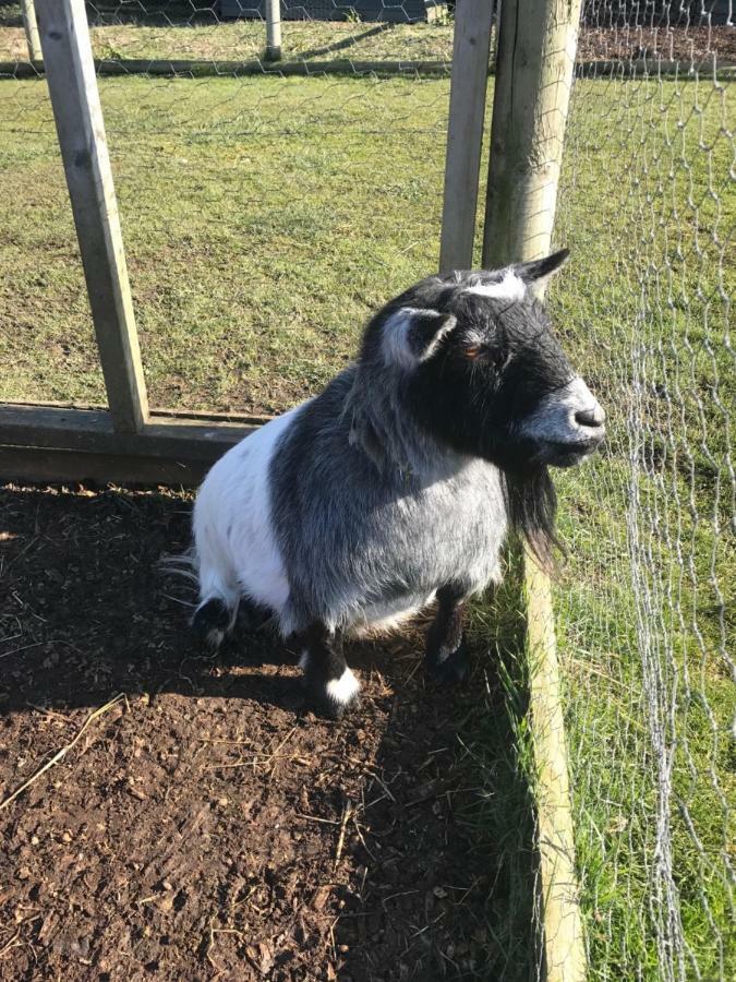 Willow Court Farm Studio East & Petting Farm, 8 Mins To Legoland & Windsor, 15 Mins To Lapland Uk Luaran gambar