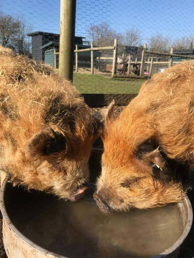 Willow Court Farm Studio East & Petting Farm, 8 Mins To Legoland & Windsor, 15 Mins To Lapland Uk Luaran gambar