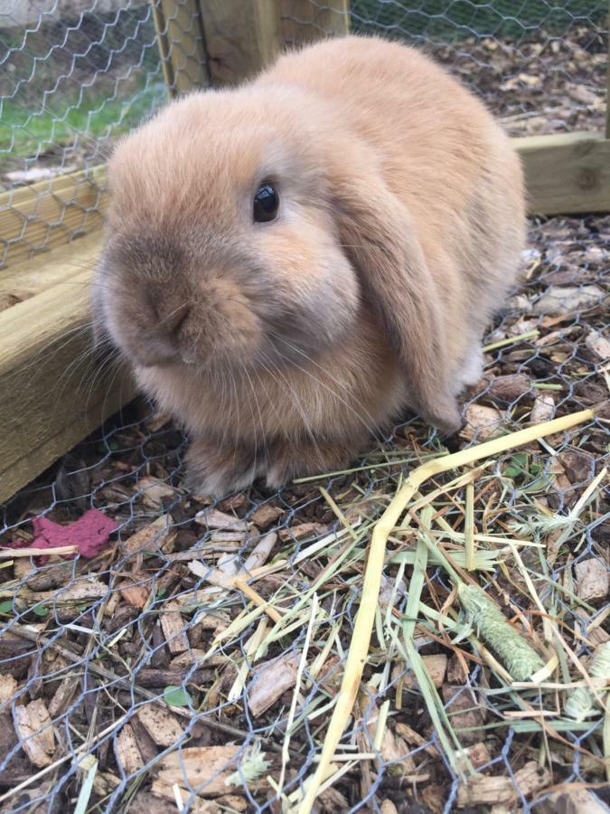 Willow Court Farm Studio East & Petting Farm, 8 Mins To Legoland & Windsor, 15 Mins To Lapland Uk Luaran gambar